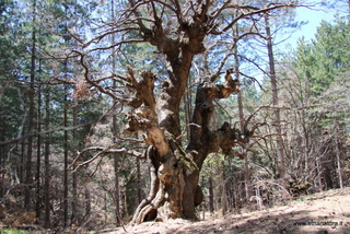 Roverella monte Egitto